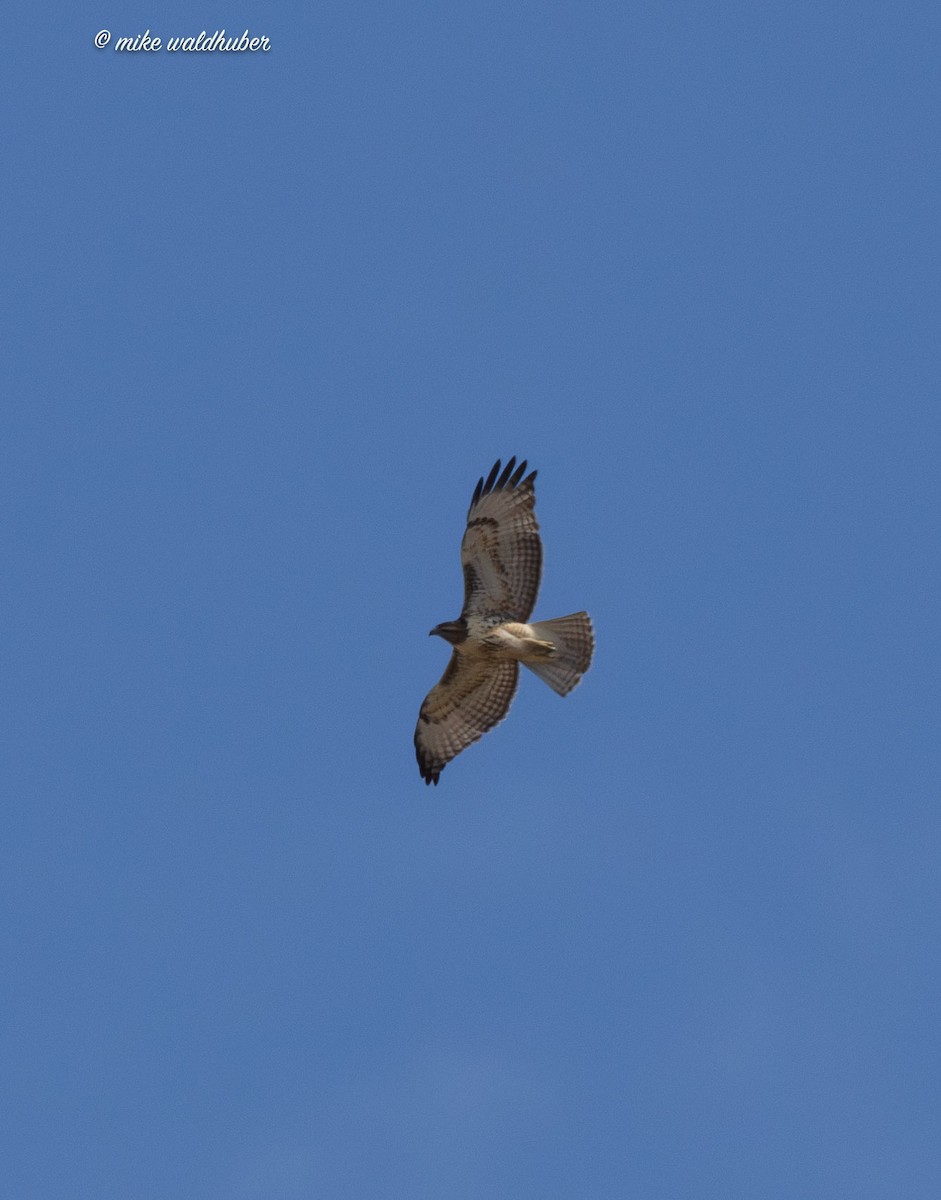 Red-tailed Hawk - ML623015244