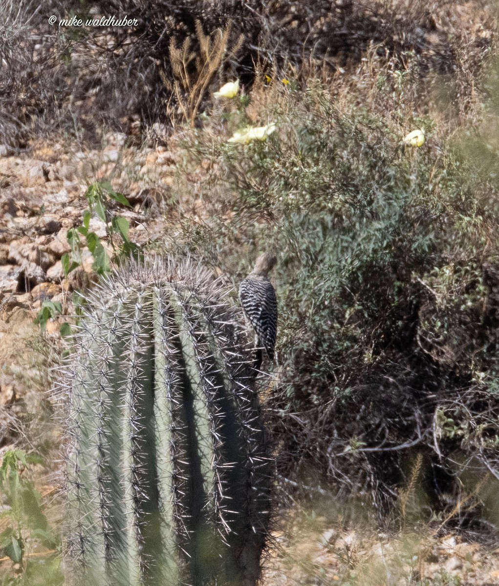 Gila Woodpecker - ML623015253