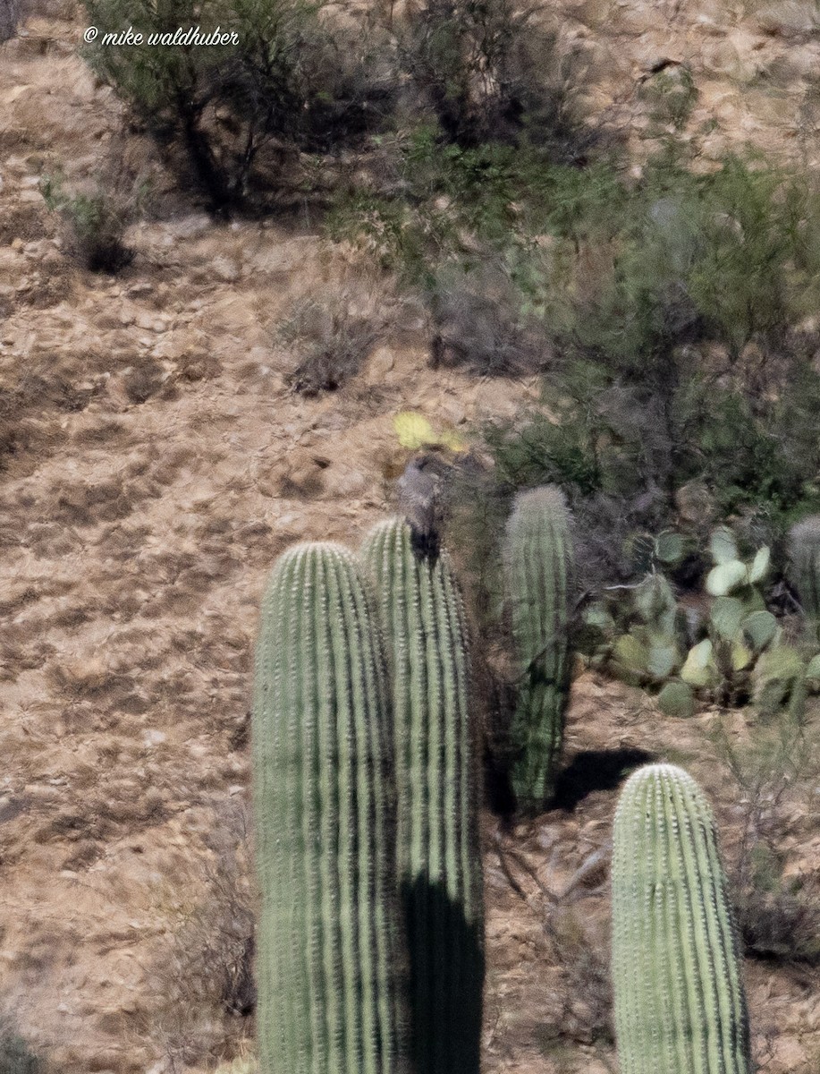 Gilded Flicker - ML623015266