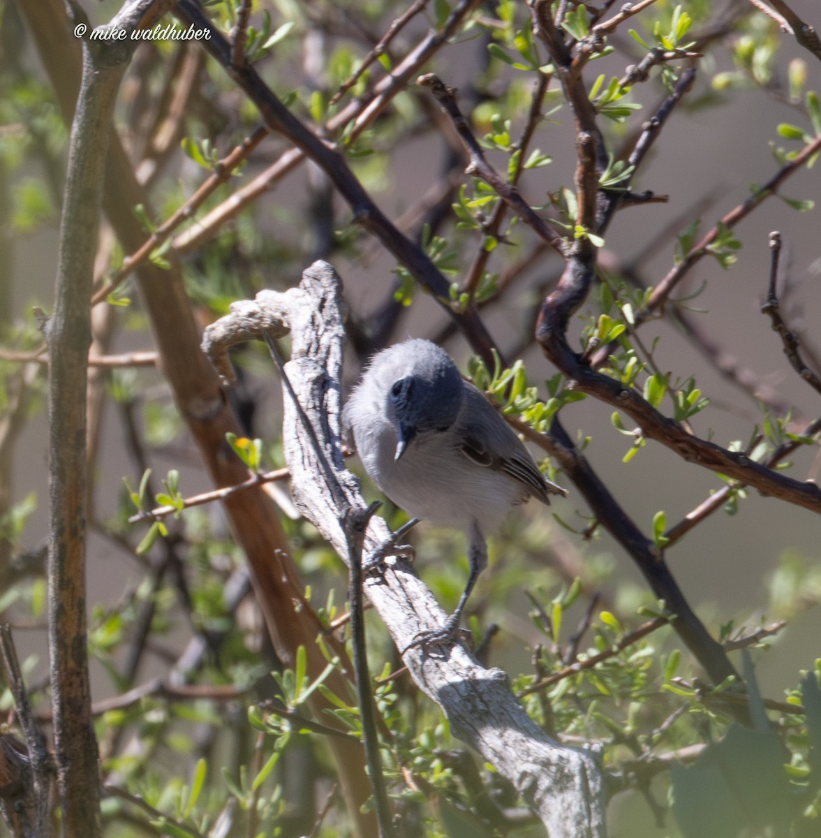 Black-tailed Gnatcatcher - ML623015276