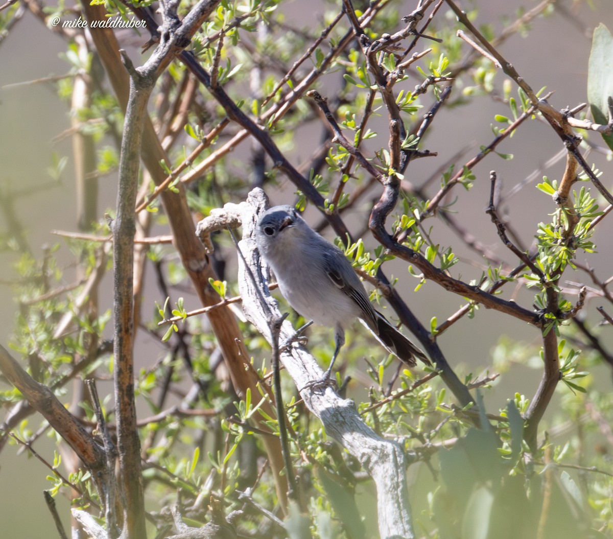 Black-tailed Gnatcatcher - Mike Waldhuber