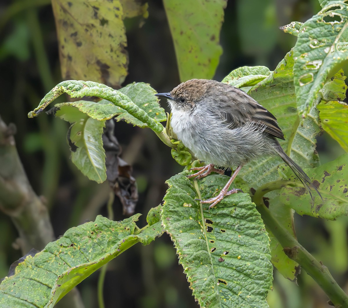 Hunter's Cisticola - ML623015283