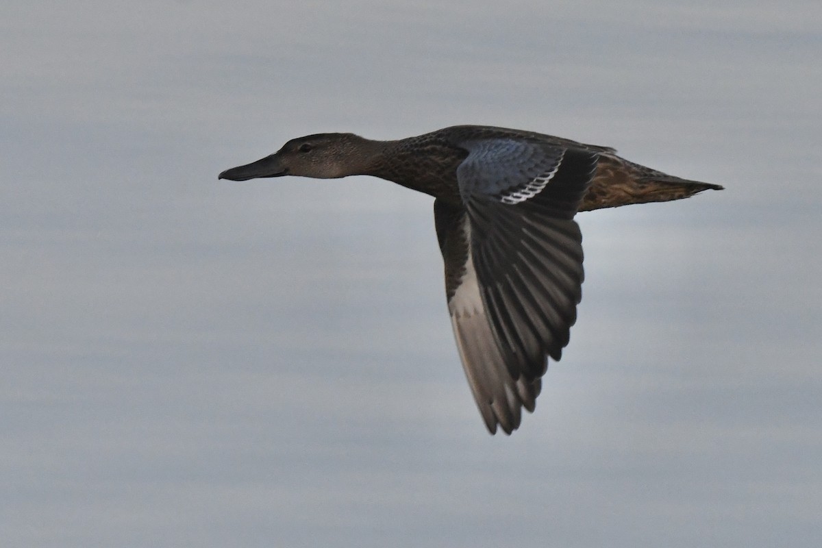 Cinnamon Teal - Loren Wright