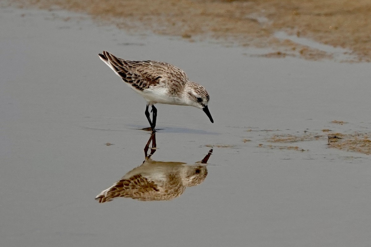 Red-necked Stint - ML623015307