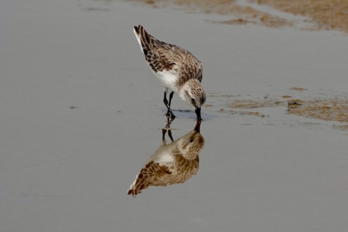 Red-necked Stint - ML623015308