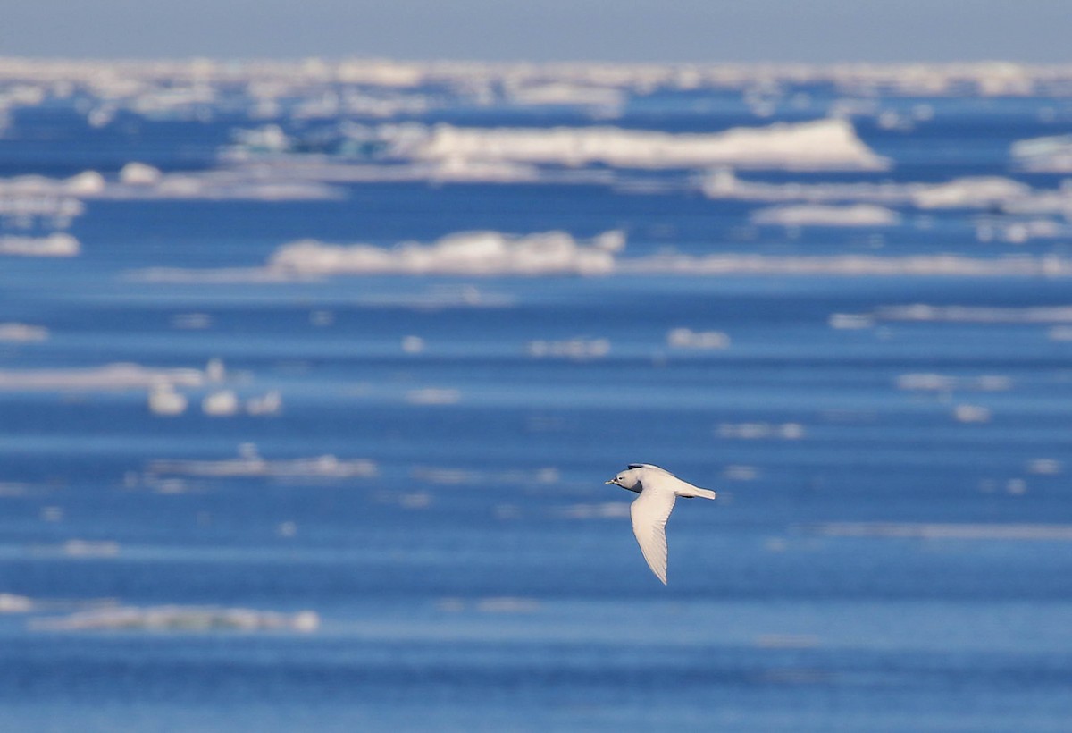 Ivory Gull - ML623015395