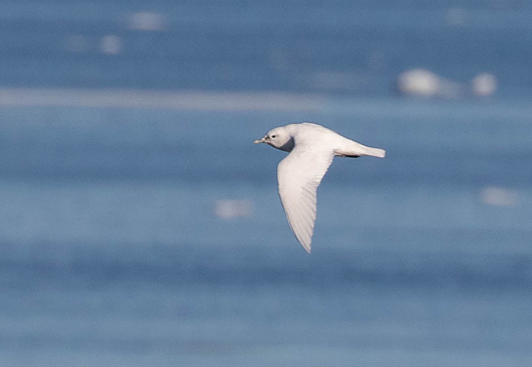 Ivory Gull - ML623015399