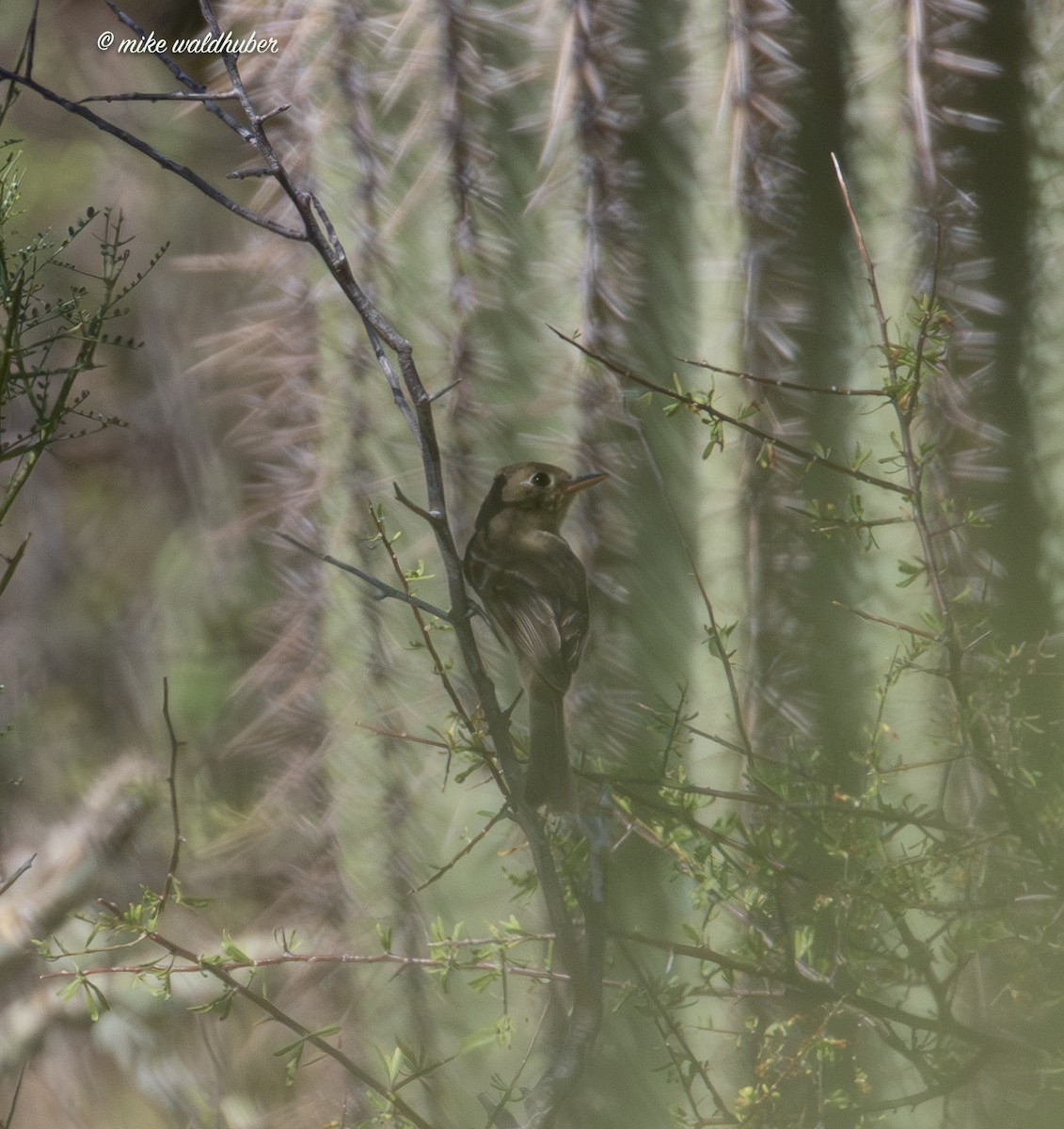 Western Flycatcher - ML623015481