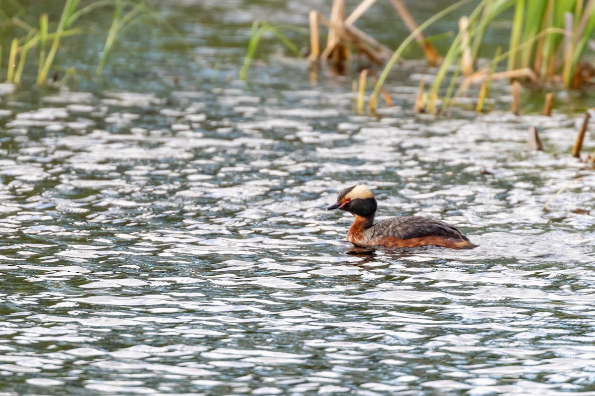 Horned Grebe - ML623015587