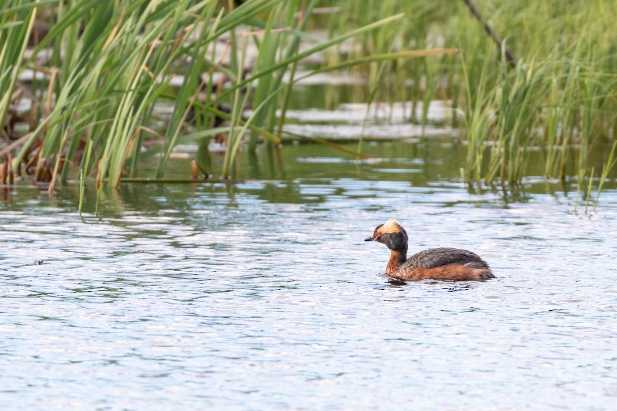 Horned Grebe - ML623015588