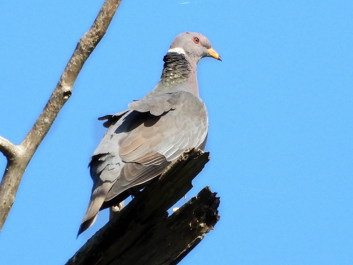 Band-tailed Pigeon - ML623015636