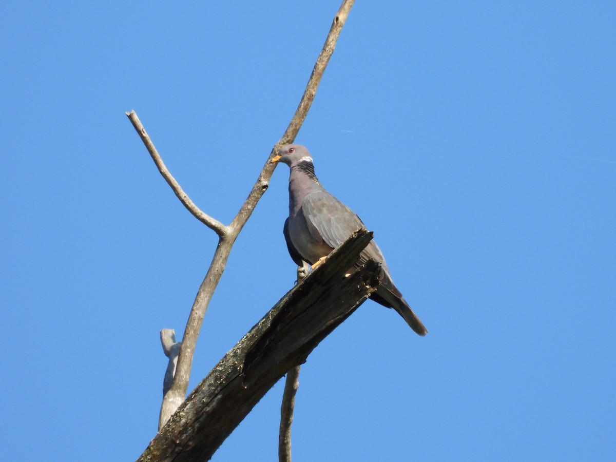 Band-tailed Pigeon - ML623015647