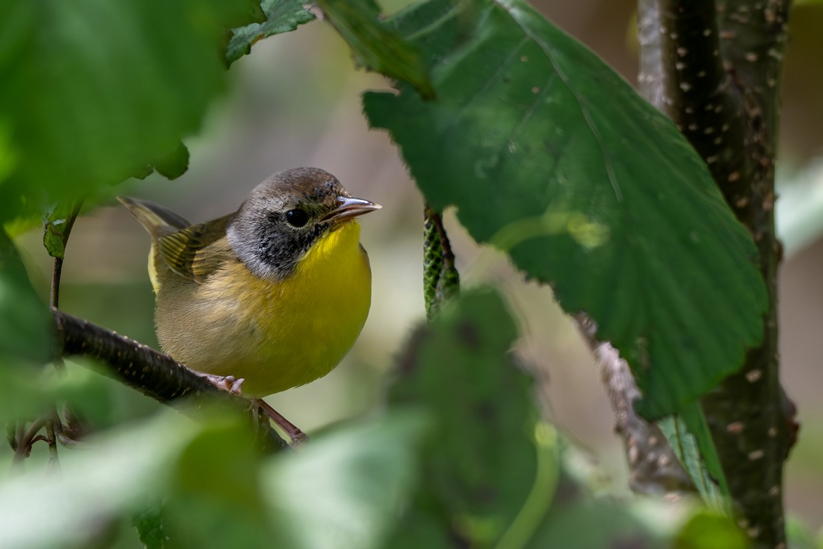 Common Yellowthroat - ML623015747