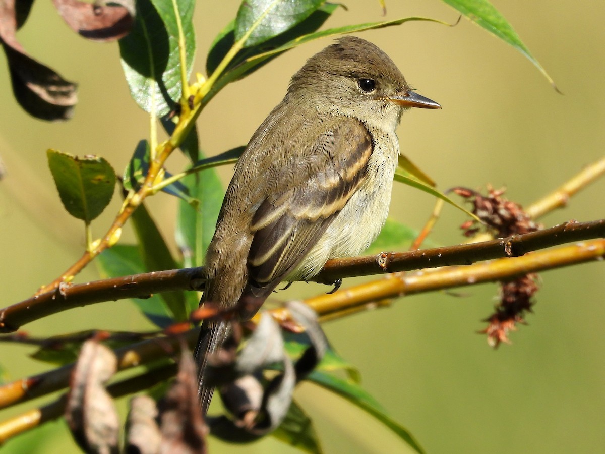 Willow Flycatcher - ML623015772