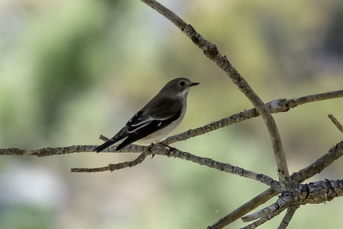 European Pied Flycatcher - ML623015782