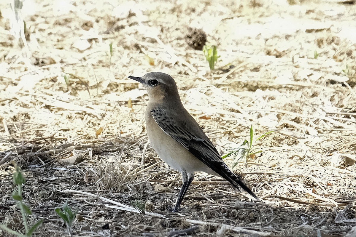 Northern Wheatear - ML623015791