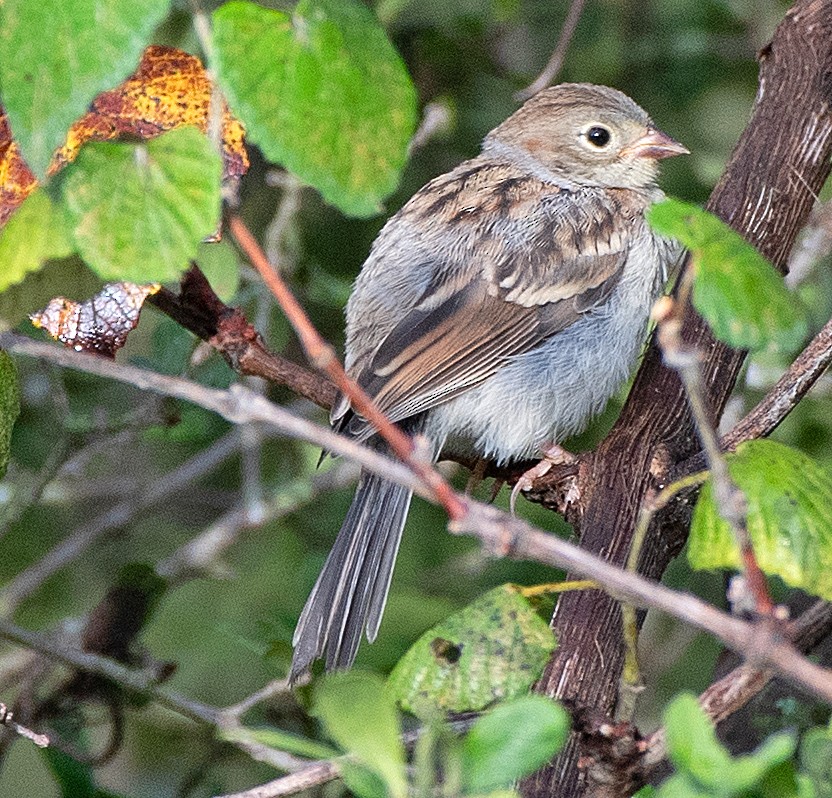 Field Sparrow - Kenneth Butler