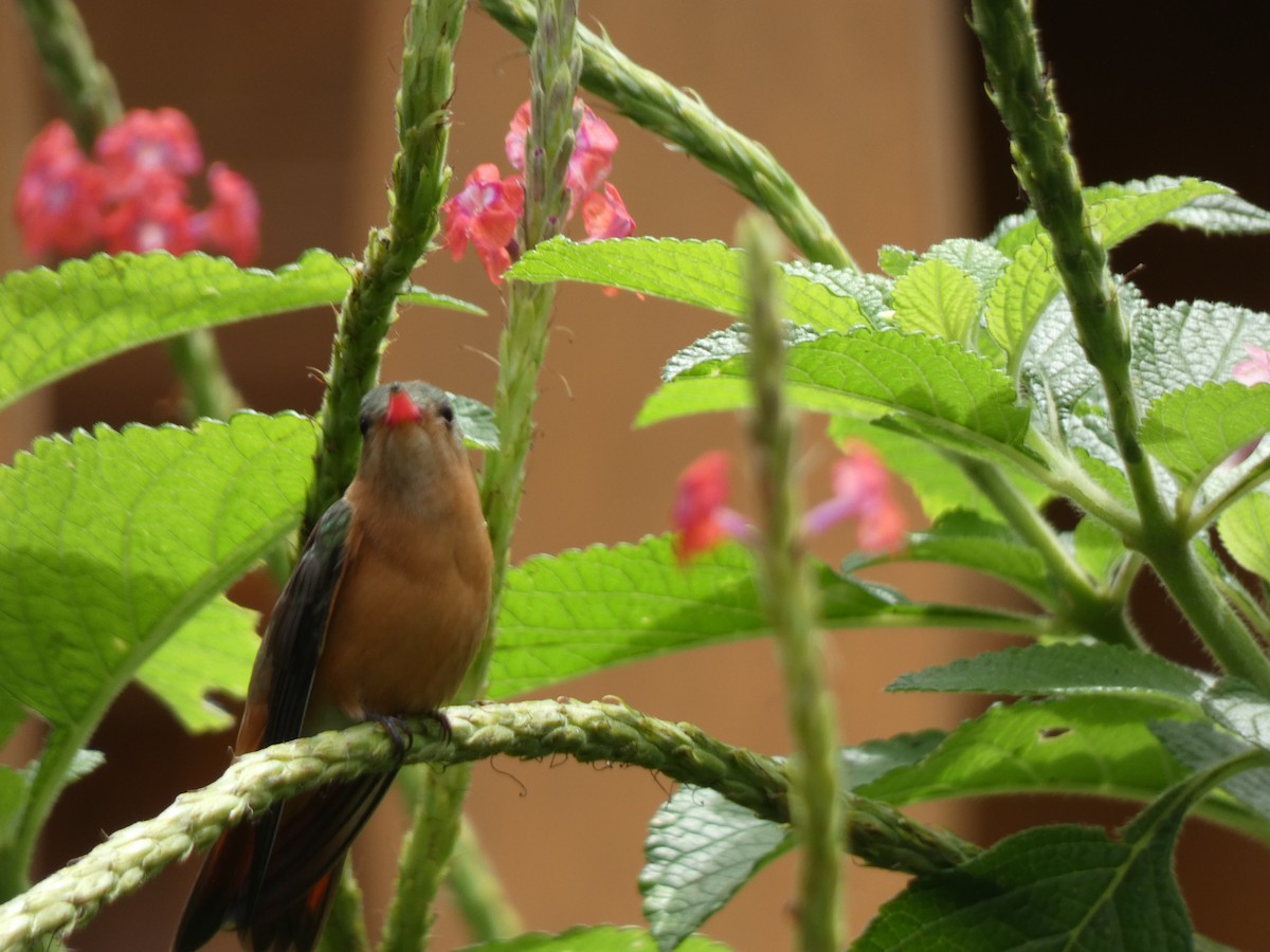 Cinnamon Hummingbird - ML623015863