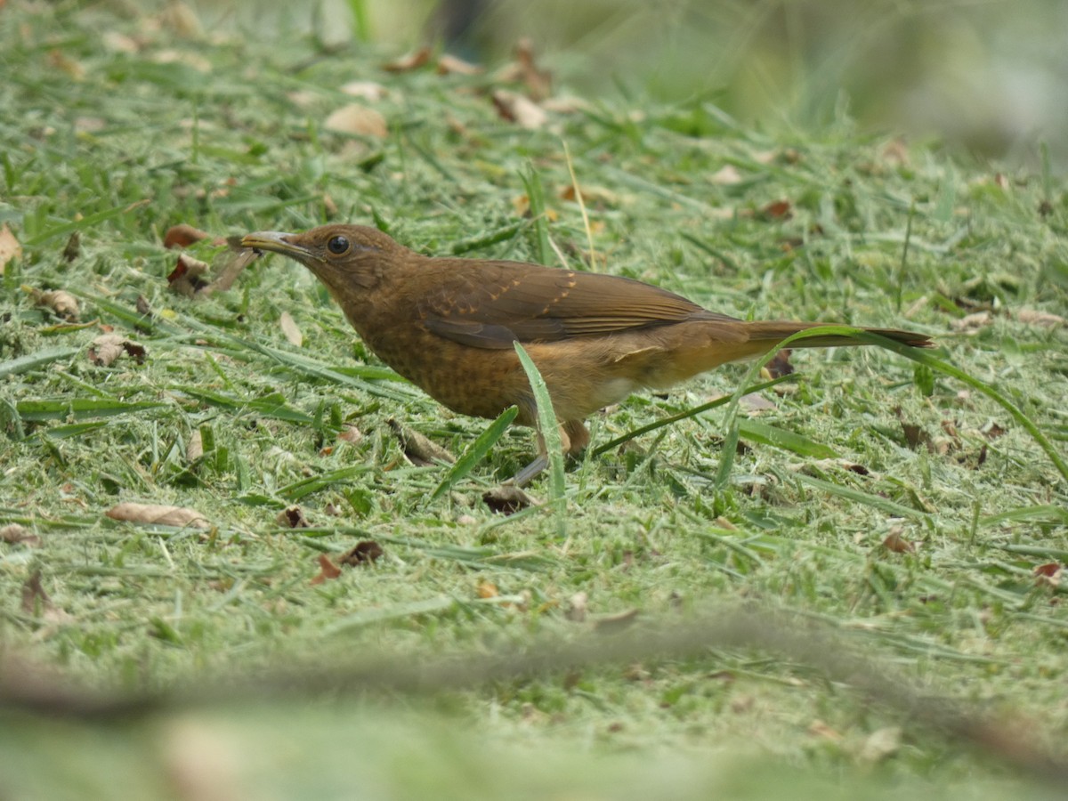 Clay-colored Thrush - ML623015868