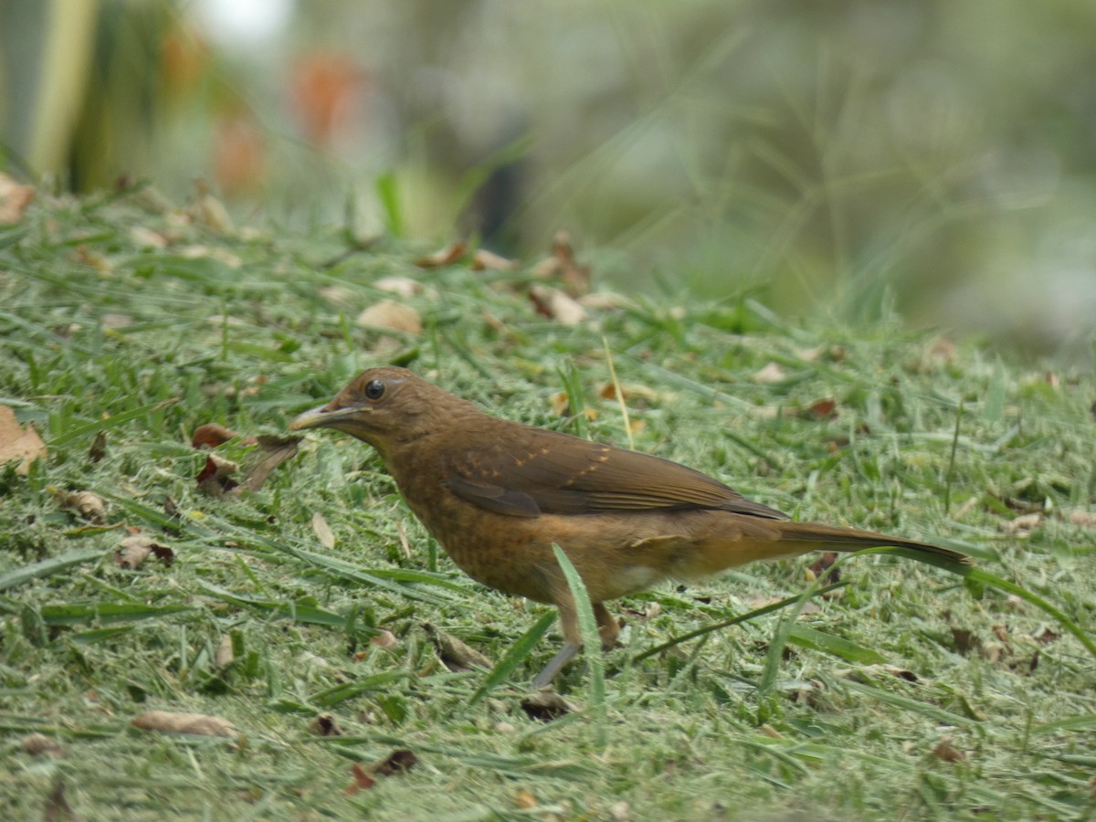 Clay-colored Thrush - ML623015869