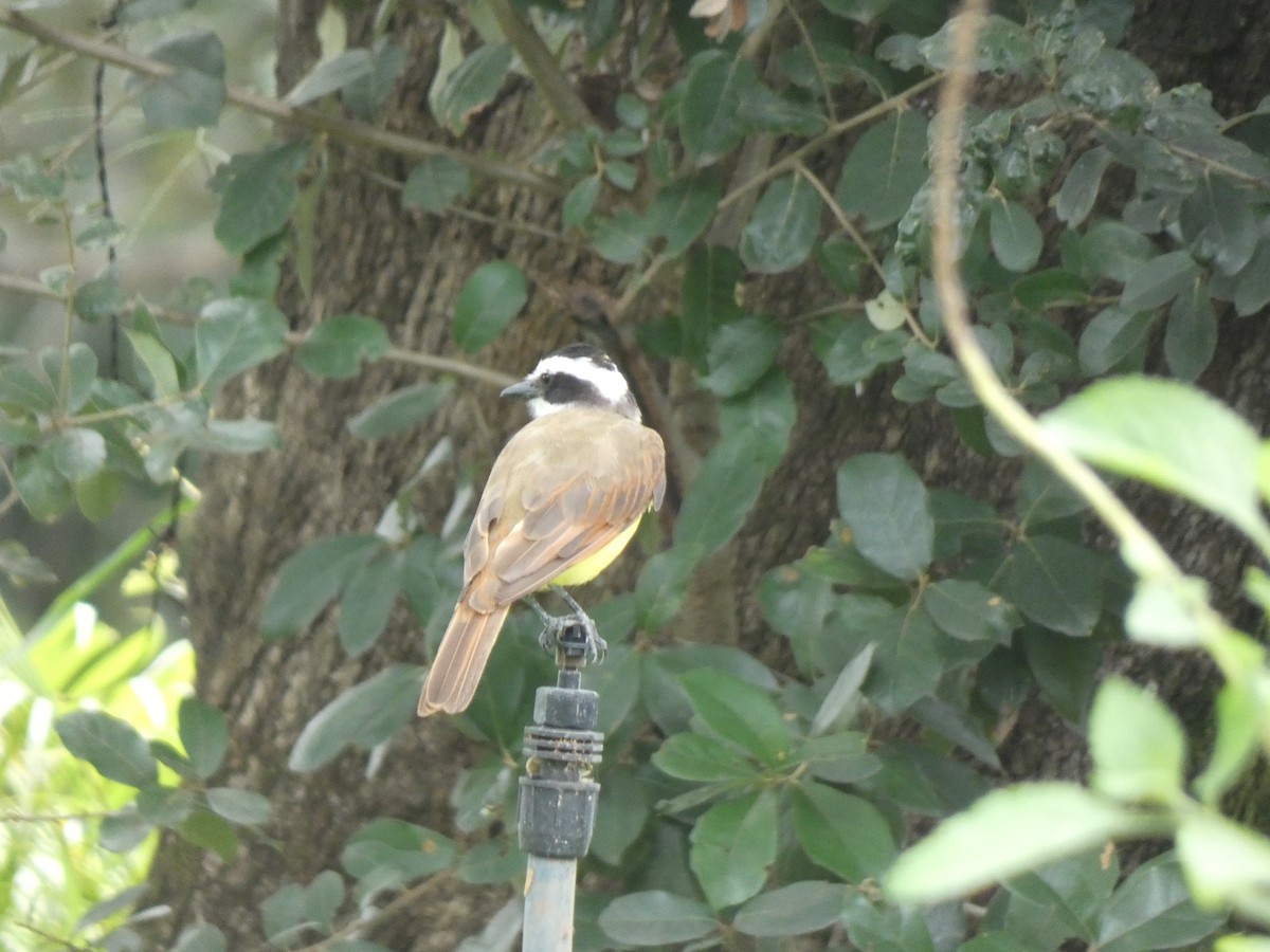 Great Kiskadee - ML623015880