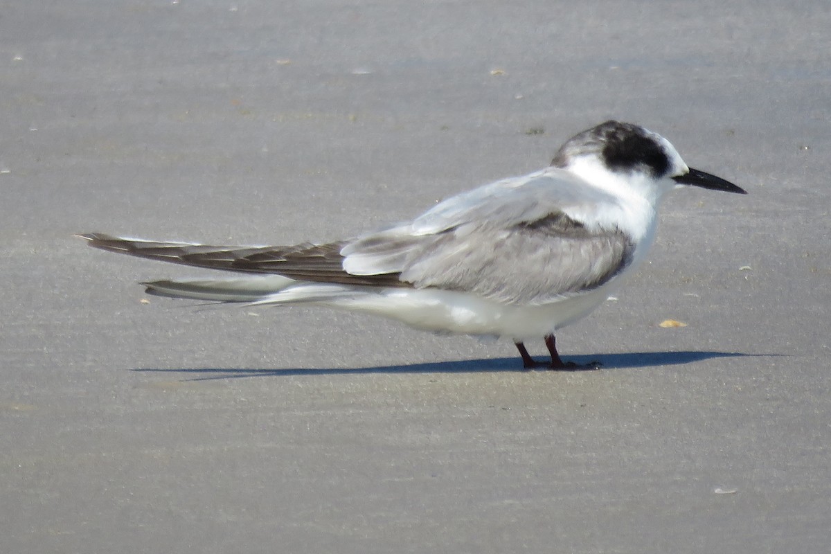 Arctic Tern - ML623015881
