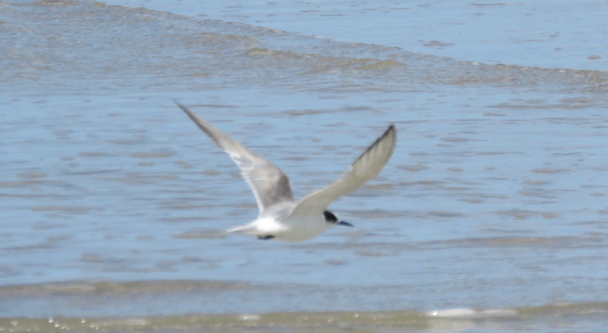 Arctic Tern - ML623015894