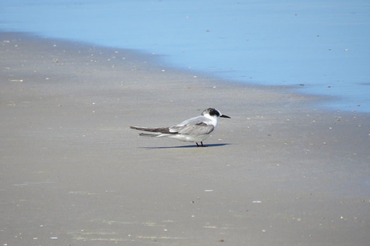 Arctic Tern - ML623015906