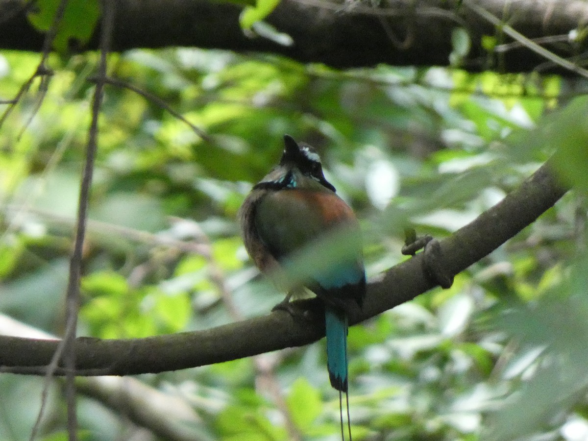 Turquoise-browed Motmot - ML623016059