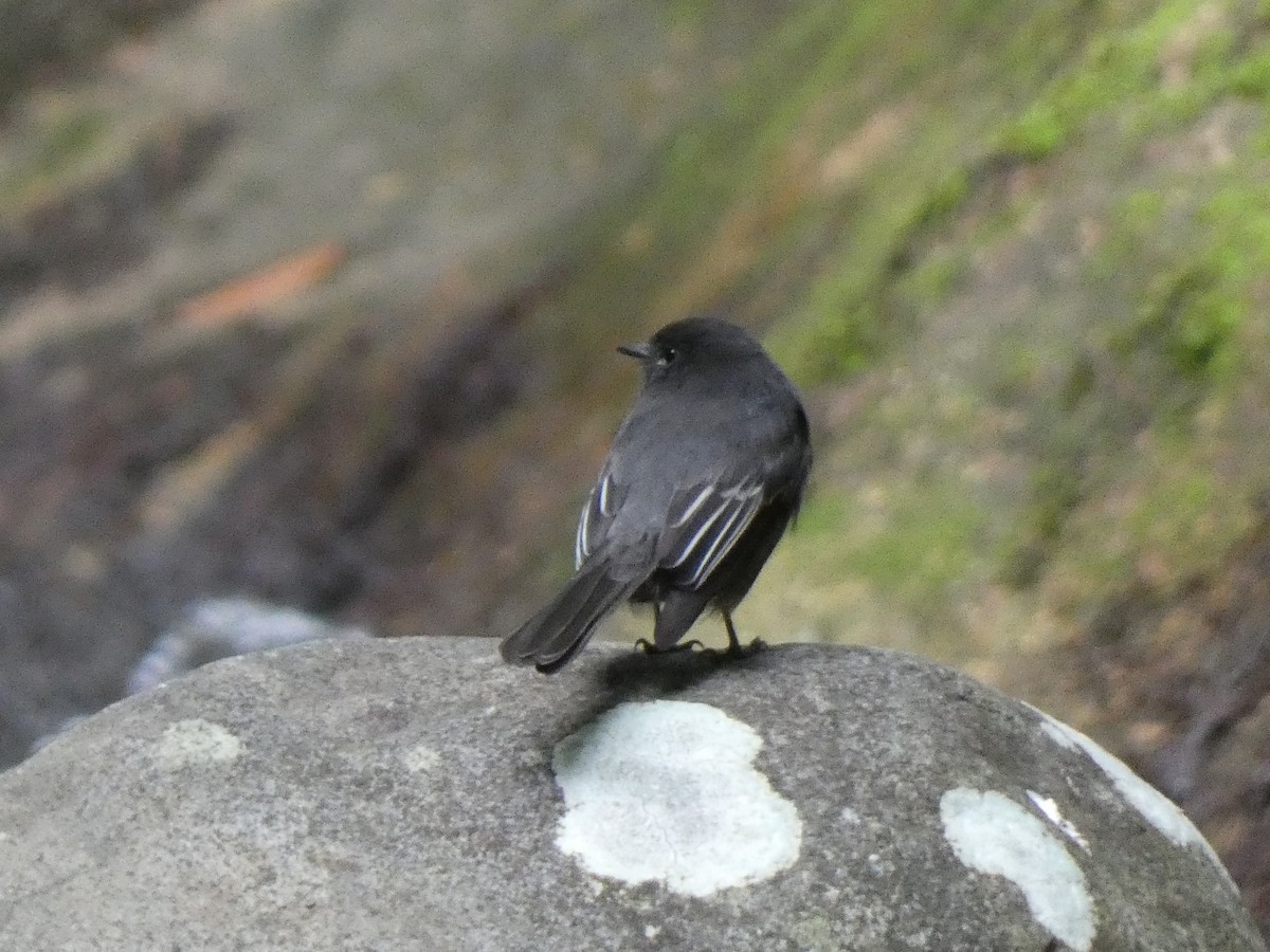 Black Phoebe - ML623016065