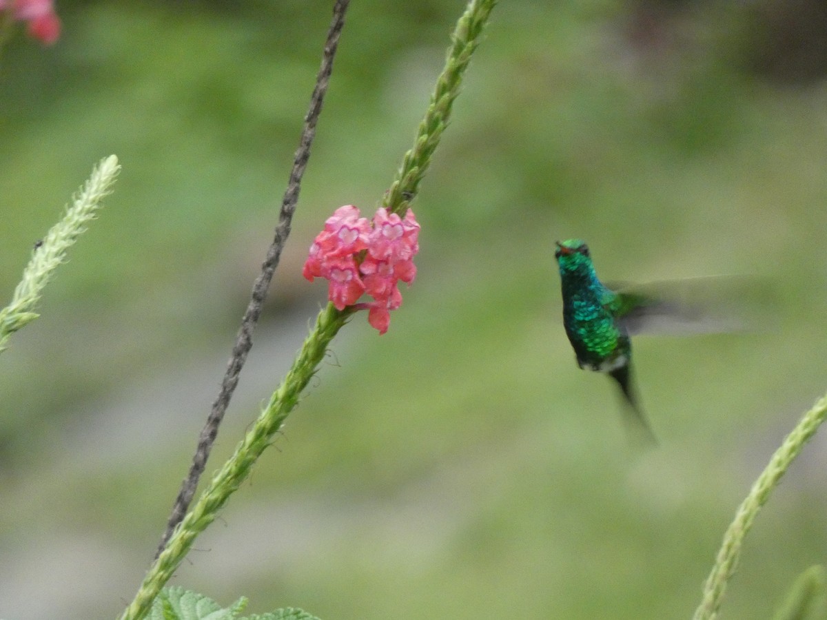 Blue-vented Hummingbird - ML623016096