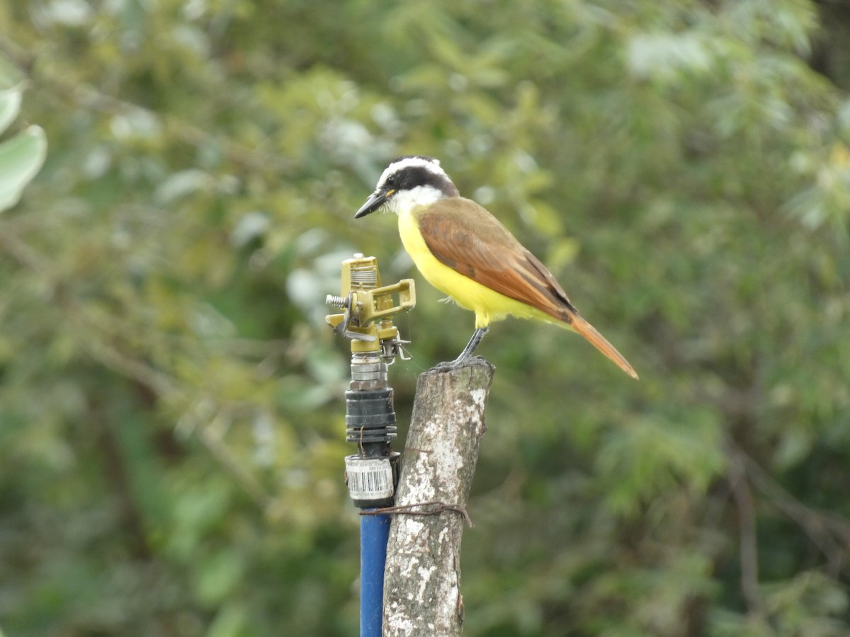 Great Kiskadee - ML623016111