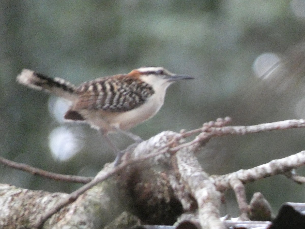 Rufous-naped Wren - ML623016208