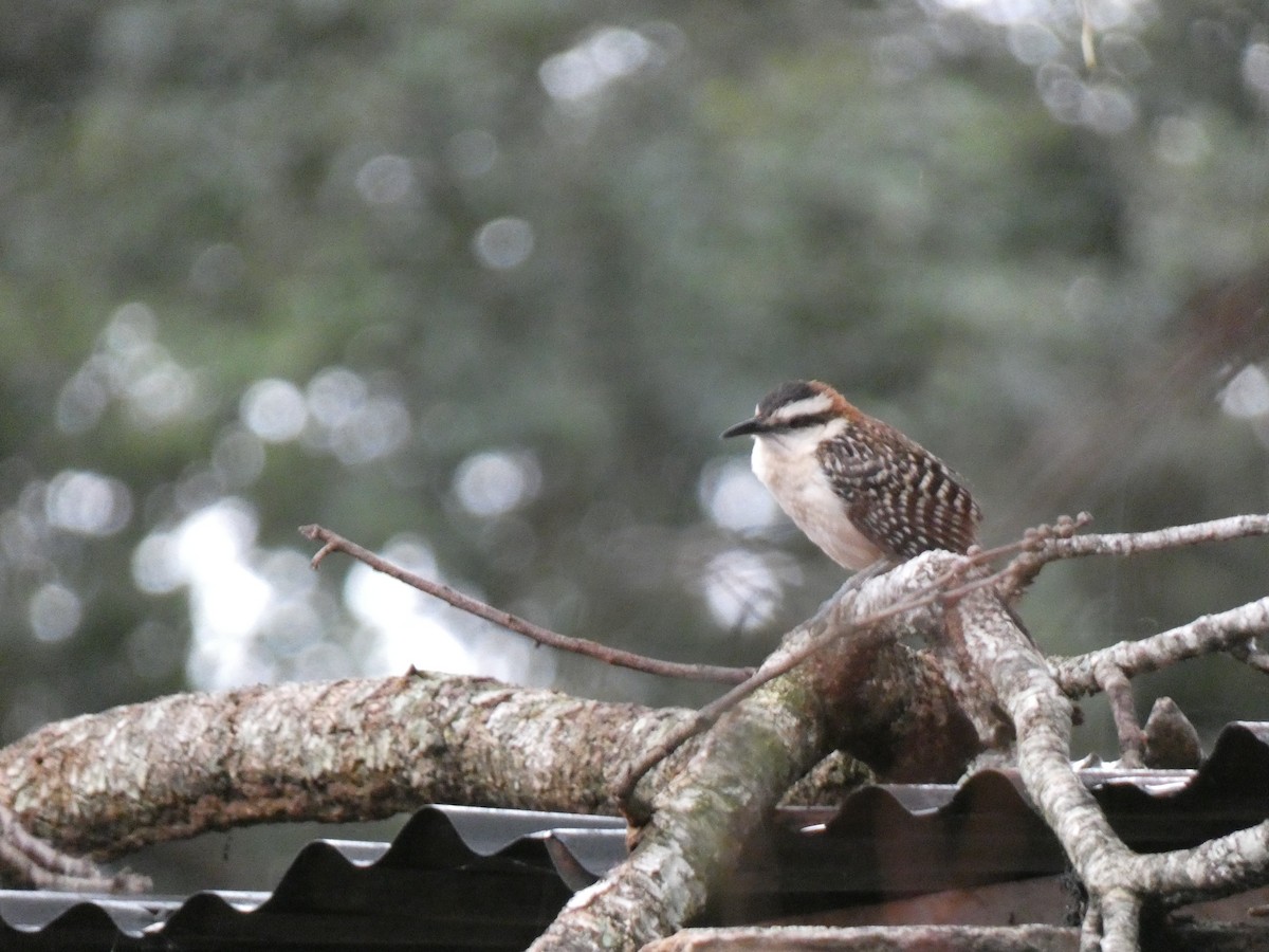 Rufous-naped Wren - ML623016209