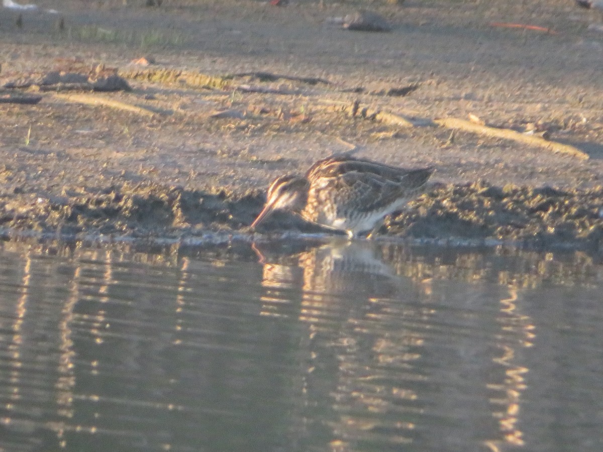 Wilson's Snipe - ML623016213