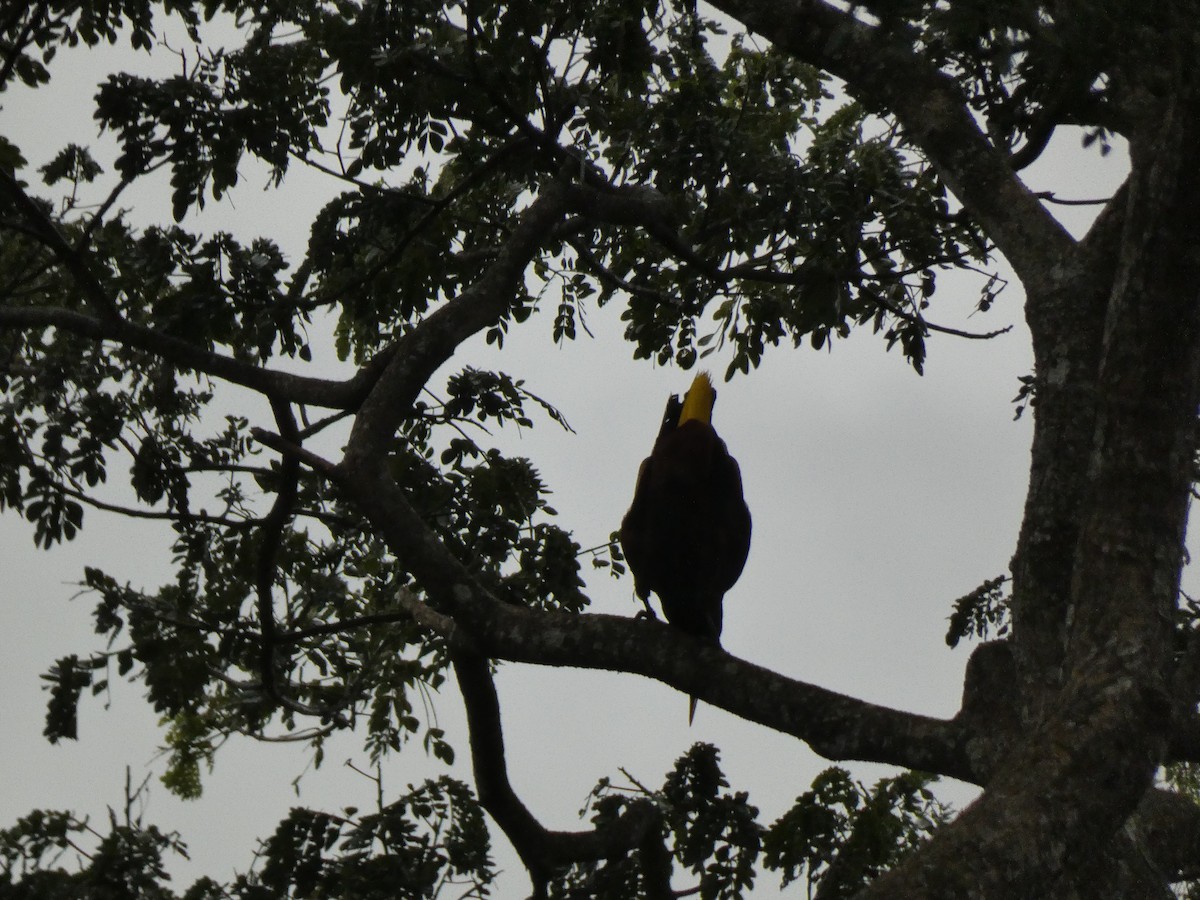 Montezuma Oropendola - ML623016224