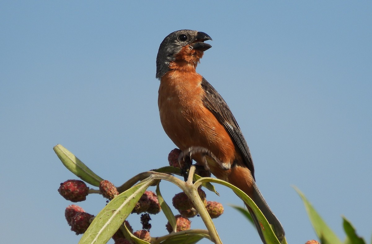 Ruddy-breasted Seedeater - Carlos Mancera (Tuxtla Birding Club)