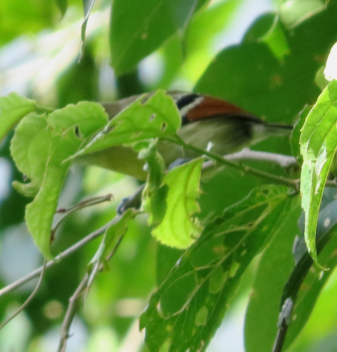 Rusty-winged Antwren - ML623016290