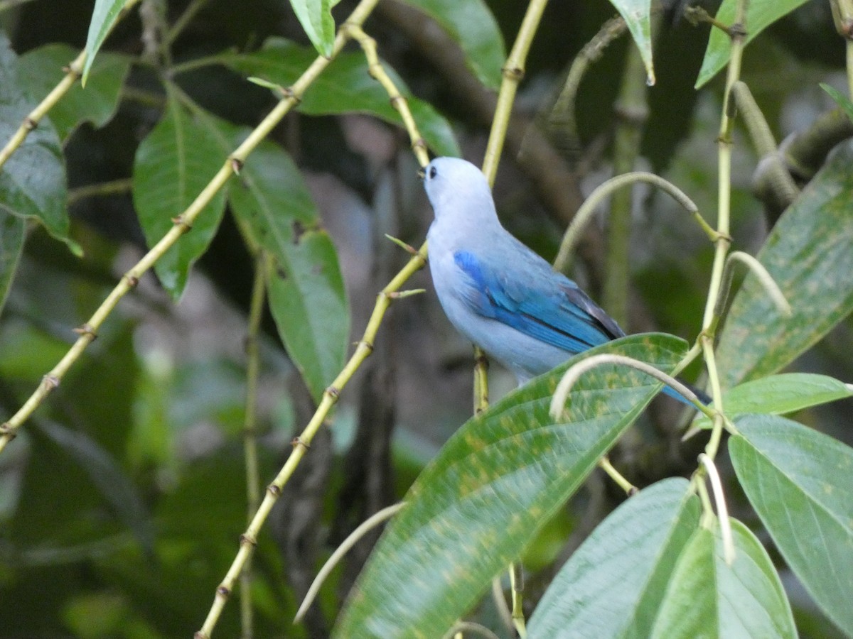 Blue-gray Tanager - ML623016292