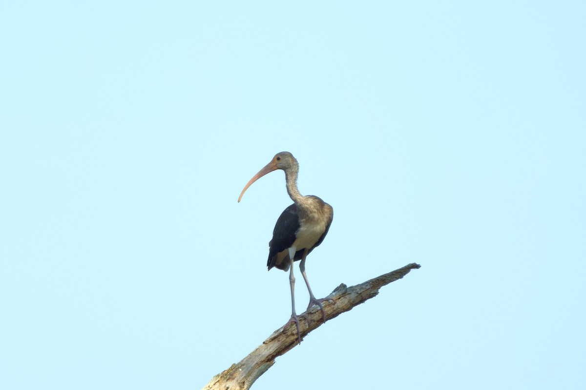 White Ibis - ML623016400