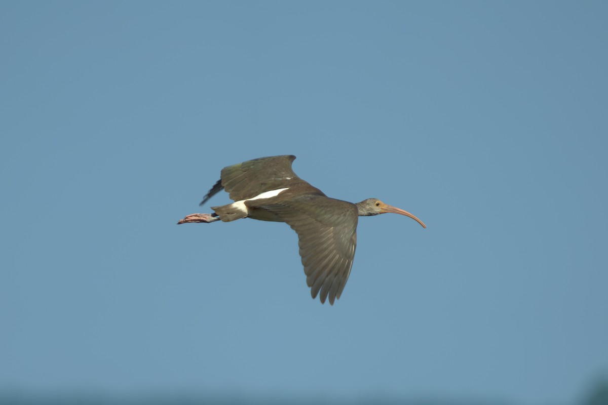 White Ibis - ML623016401