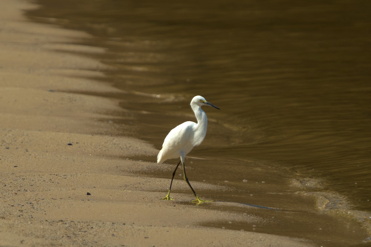 Snowy Egret - ML623016422