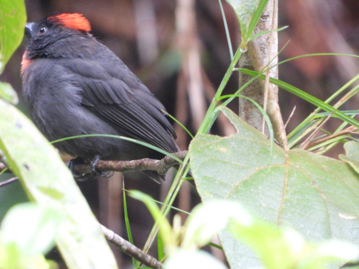 Sooty Ant-Tanager - ML623016438