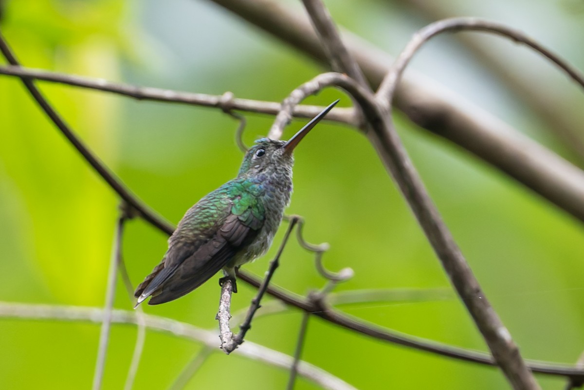 Charming Hummingbird - ML623016524