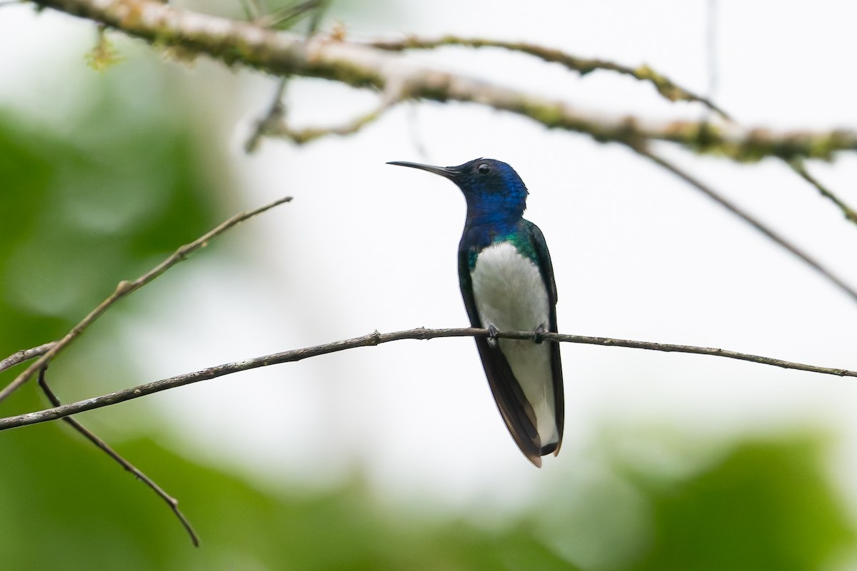 White-necked Jacobin - ML623016526