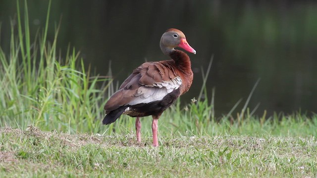 Black-bellied Whistling-Duck - ML623016552