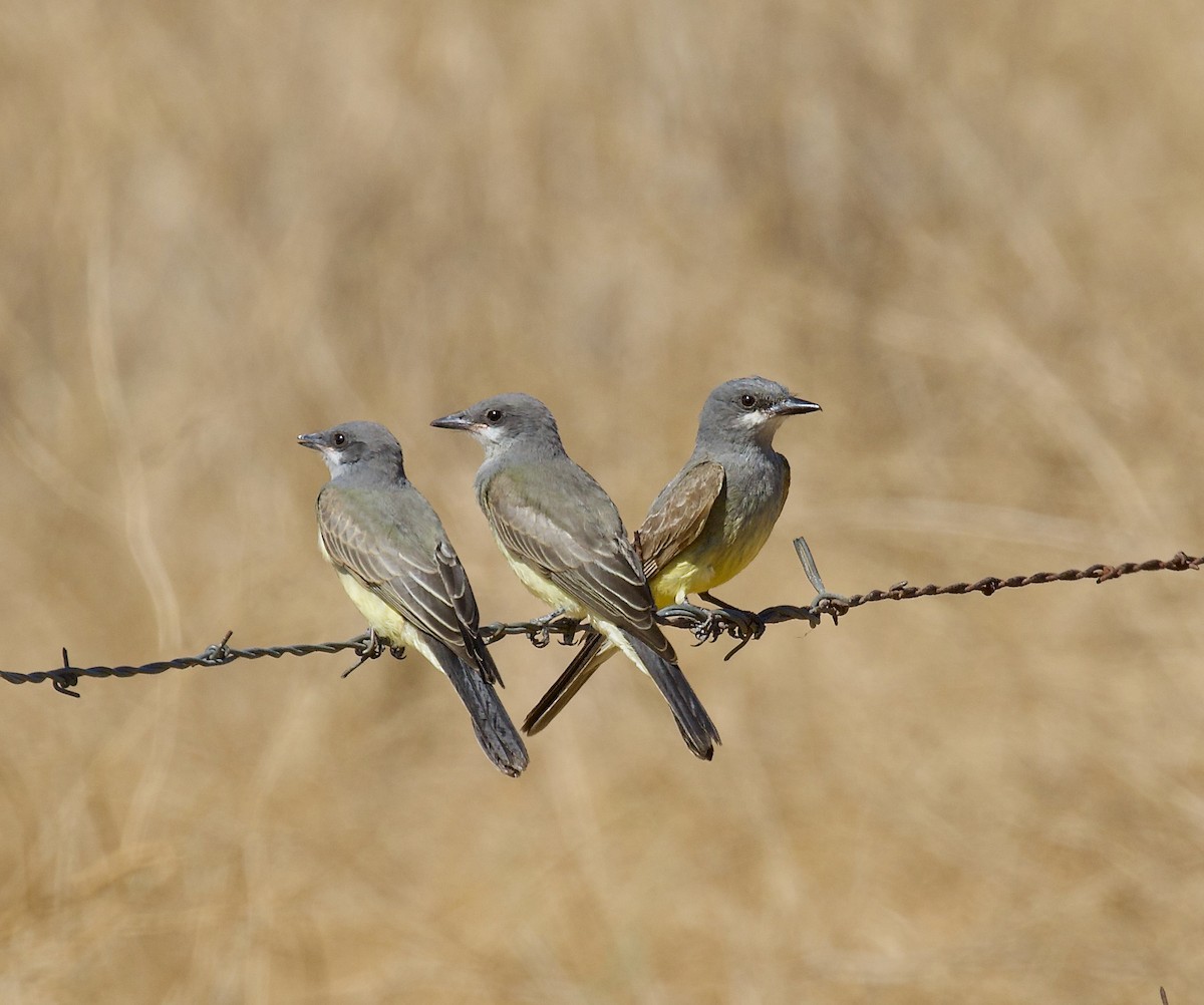 Cassin's Kingbird - ML623016678