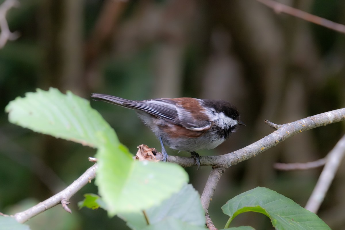 Chestnut-backed Chickadee - ML623016873