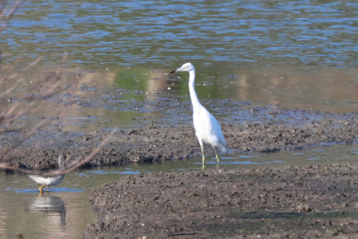 Little Blue Heron - ML623016896