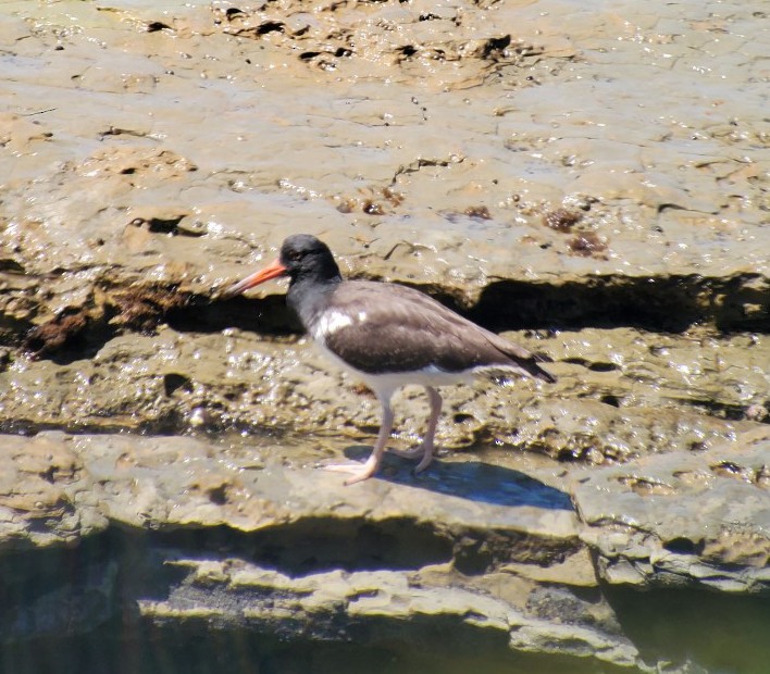 American/Black Oystercatcher - ML623016920